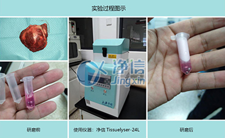 腫瘤組織研磨采用多樣品組織研磨機進行其實驗效果如何？