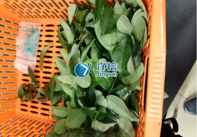 全自動(dòng)樣品研磨儀研磨降香黃檀樹(shù)葉、樹(shù)枝—上海凈信