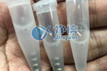 低溫研磨機(jī)|杭州環(huán)特生物公司斑馬魚研磨實驗